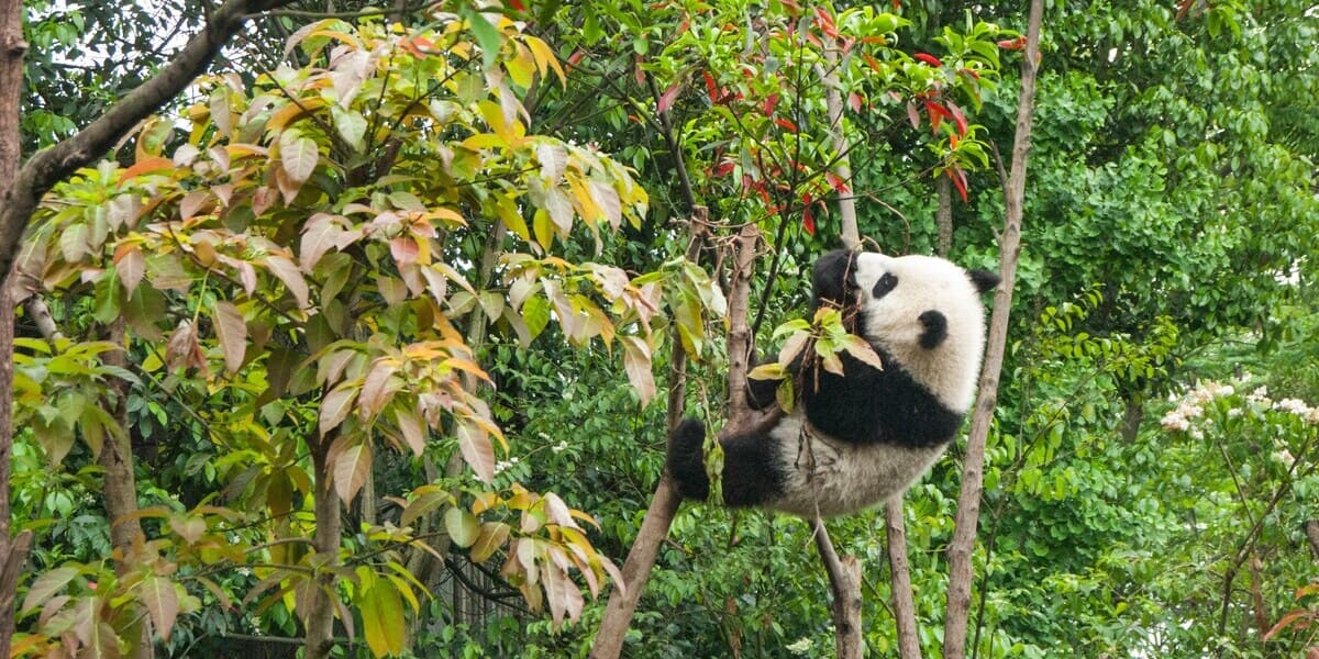 Chengdu Panda Breeding Research Center, Chengdu, Sichuan