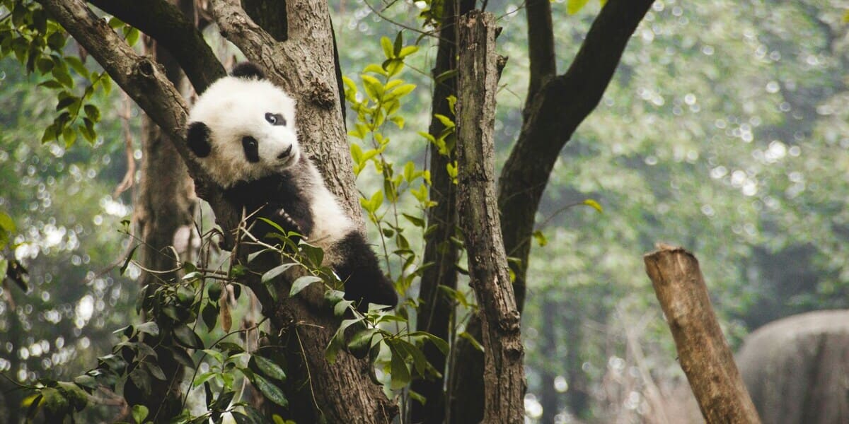 Panda im Chengdu Research Base, Chengdu